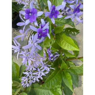 ต้นพวงครามออสเตรเลีย สีม่วงสวยงาม กระถาง11นิ้ว ติดดอก