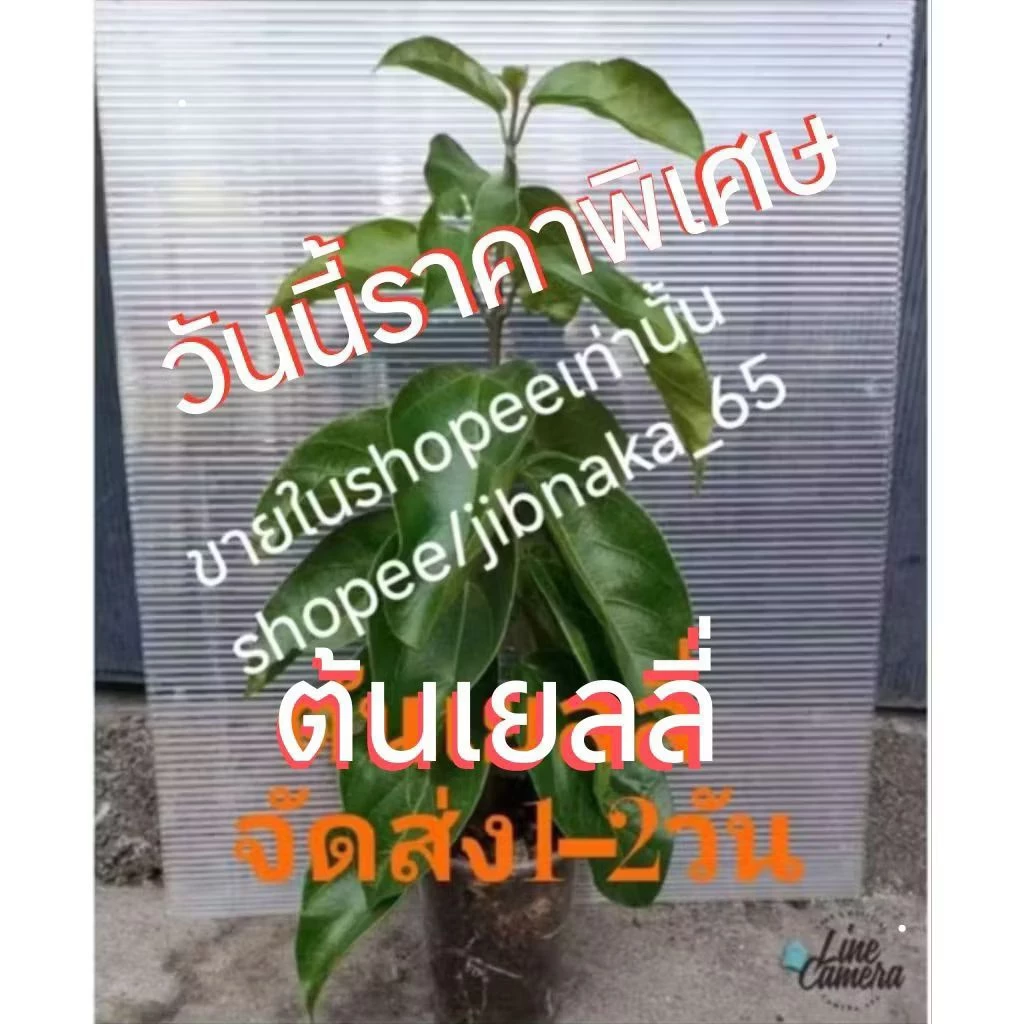 ต้นเยลลี่ แค่ขยี้ใบก็เป็นเยลลี่ กิ่งชำ (1ส.ค.2569)พร้อมส่ง