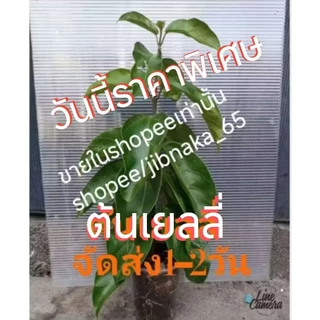 ต้นเยลลี่ แค่ขยี้ใบก็เป็นเยลลี่ กิ่งชำ (1ส.ค.2569)พร้อมส่ง