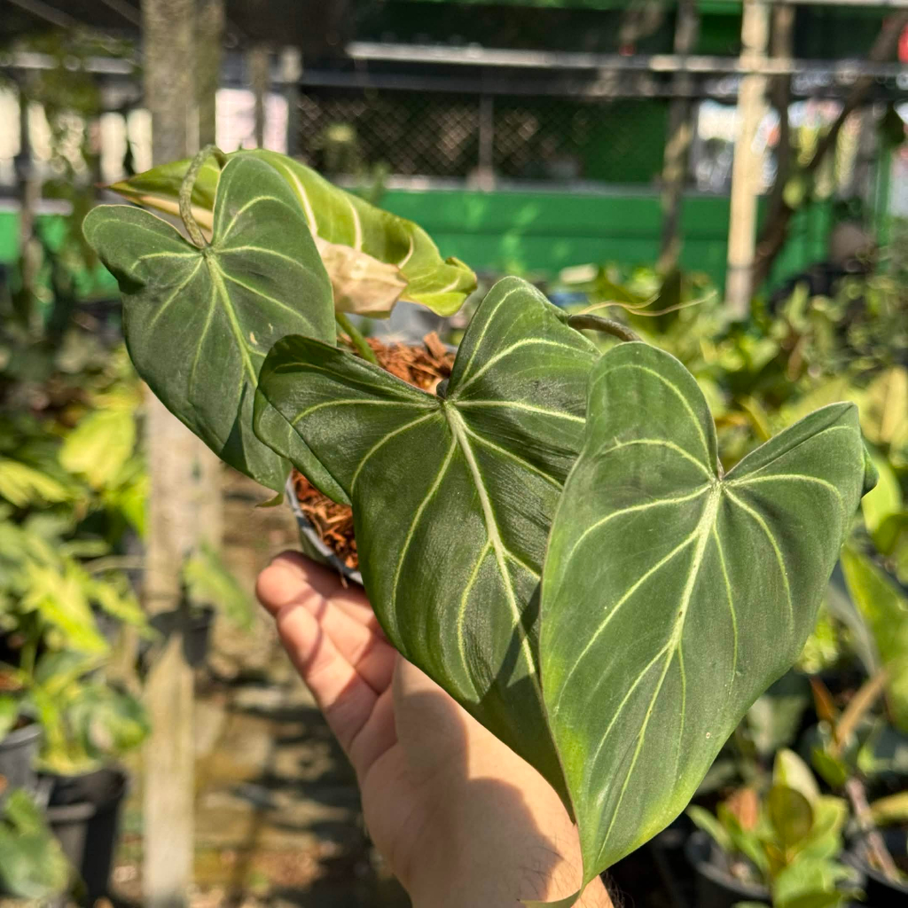 Philodendron Gloriosum ฟิโลเดนดรอน กลอริออซัม ไม้ใบ ก้านกลม