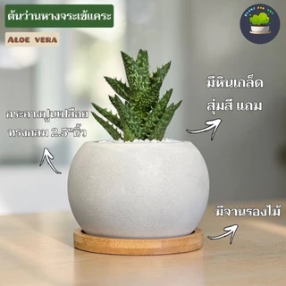 🍃ต้นไม้มงคล/ต้นไม้ฟอกอากาศ (วางโต๊ะทำงาน) หลายชนิด พร้อมกระถางปูนเปลือยทรงกลม 2.5"นิ้ว+จานรองไม้+หินเกล็ด