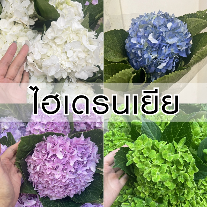 ส่งใน2ชม.| ไฮเดรนเยีย (ดอกไม้สด) - มีทุกเฉดสี สดสวย คุณภาพดี - 1 ดอก และมีบริการจัดช่อเสริม