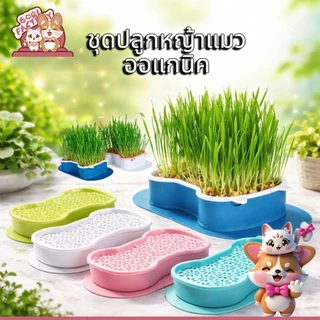 Boqi Factory กระถางปลูกพืช หญ้า สําหรับสัตว์เลี้ยง แมว ขนมขบเคี้ยว กล่องปลูกพืช PET-002