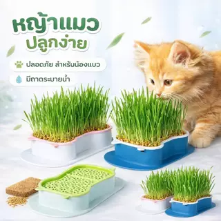 Boqi Factory กระถางปลูกพืช หญ้า สําหรับสัตว์เลี้ยง แมว ขนมขบเคี้ยว กล่องปลูกพืช PET-002