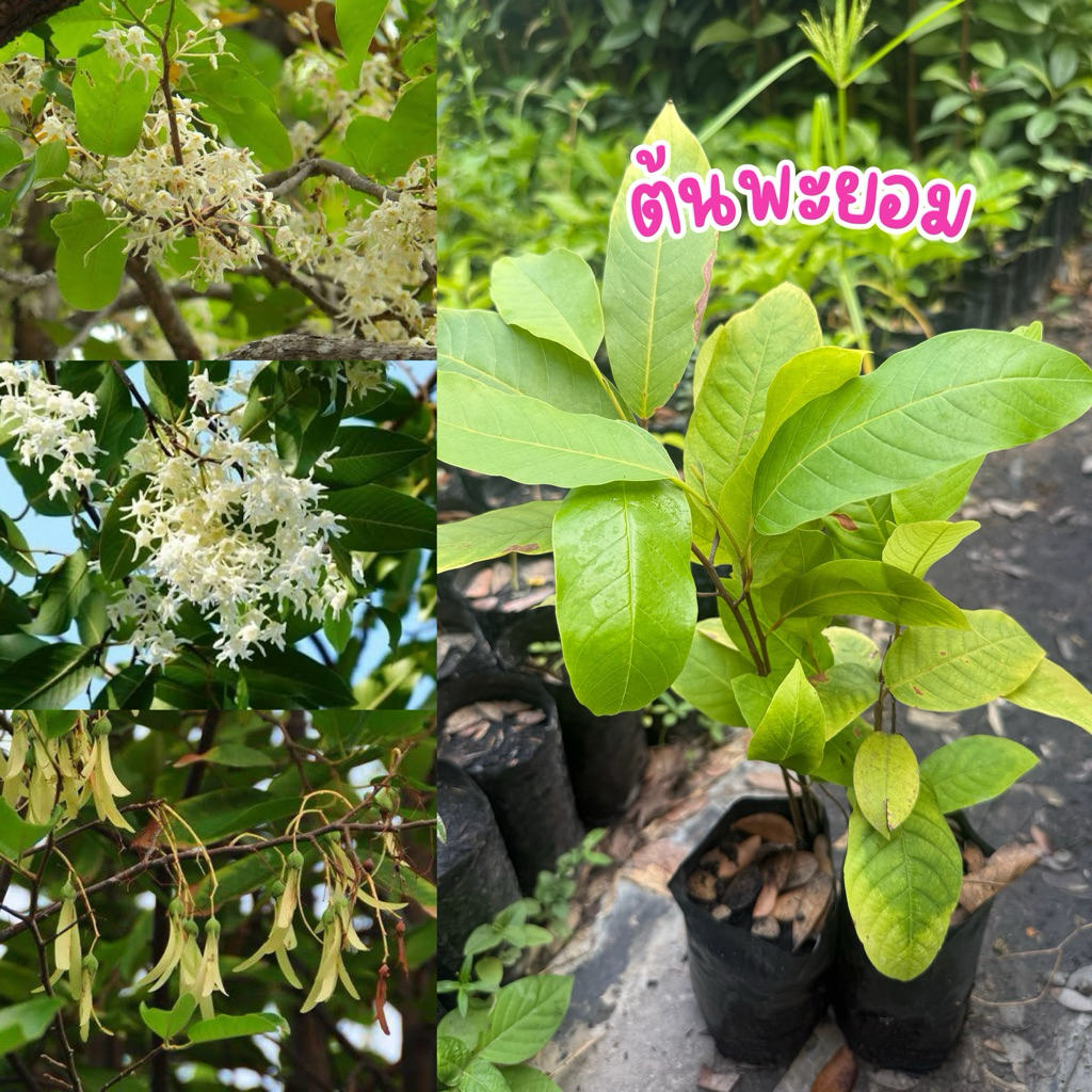 ต้นพะยอม ไม้ป่า ชุด4ถุง80บาท ต้นพร้อมปลูก