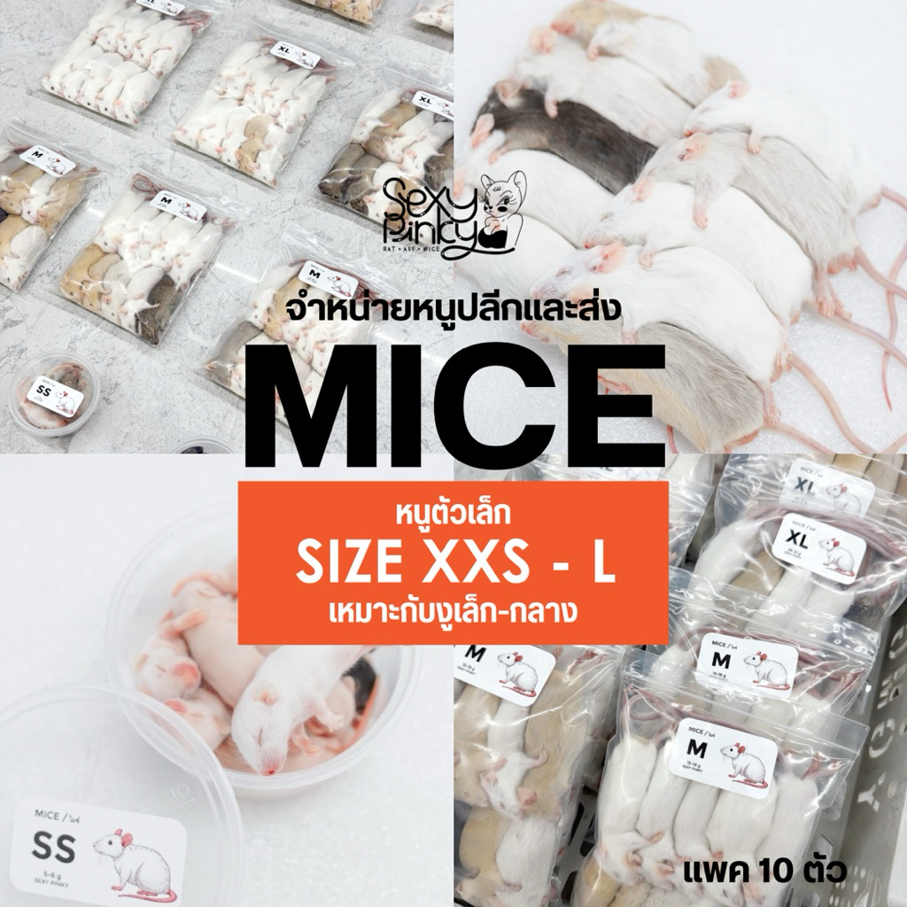 หนูแช่แข็ง Mice อาหารสำหรับงูเล็ก - กลาง จำหน่ายปลีกและส่ง มีหลายขนาด SIZE XXS-L