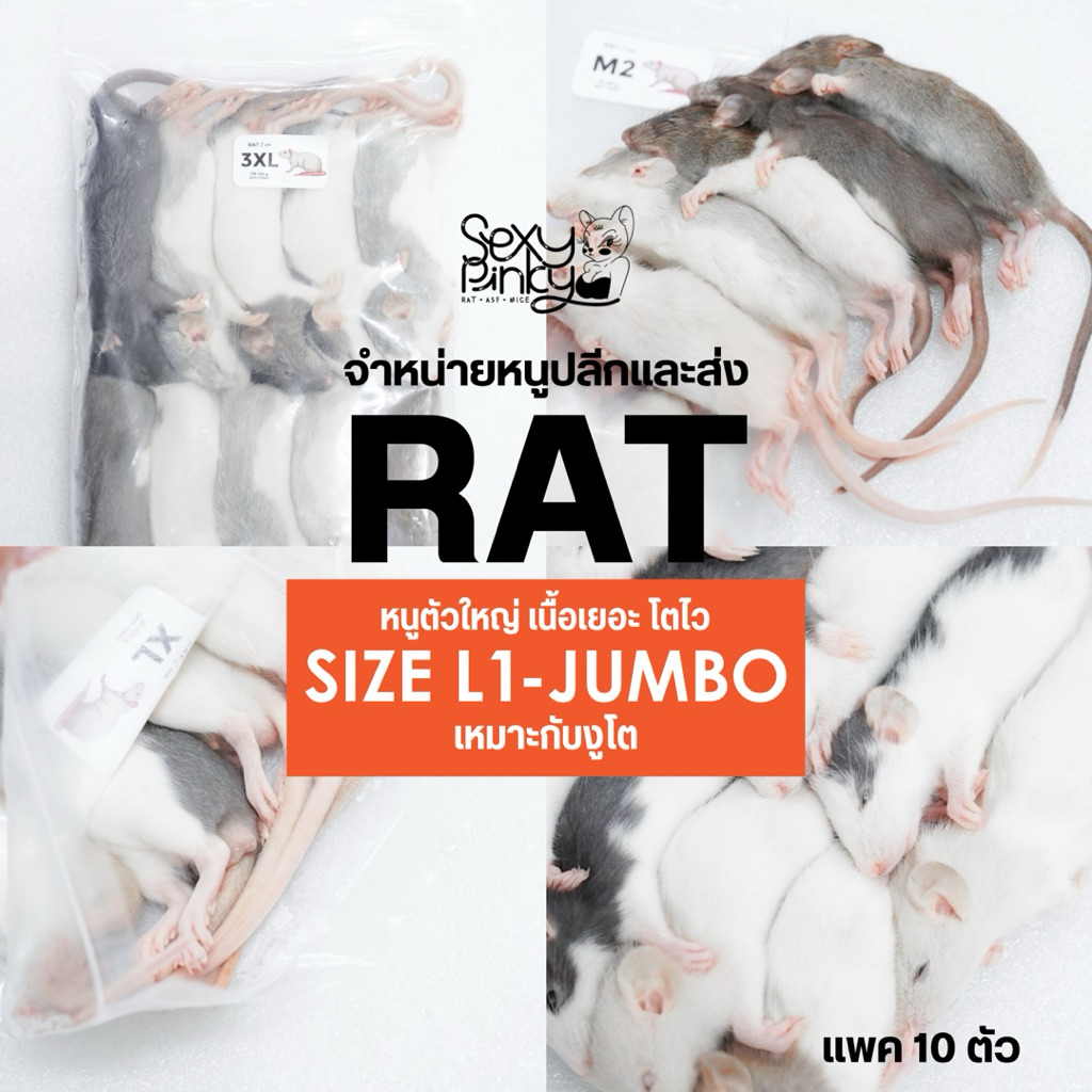 หนูแช่แข็ง Rat หนูตัวใหญ่ เนื้อเยอะ อาหารสำหรับงูโต จำหน่ายปลีกและส่ง มีหลายขนาด) XL-JUMBO