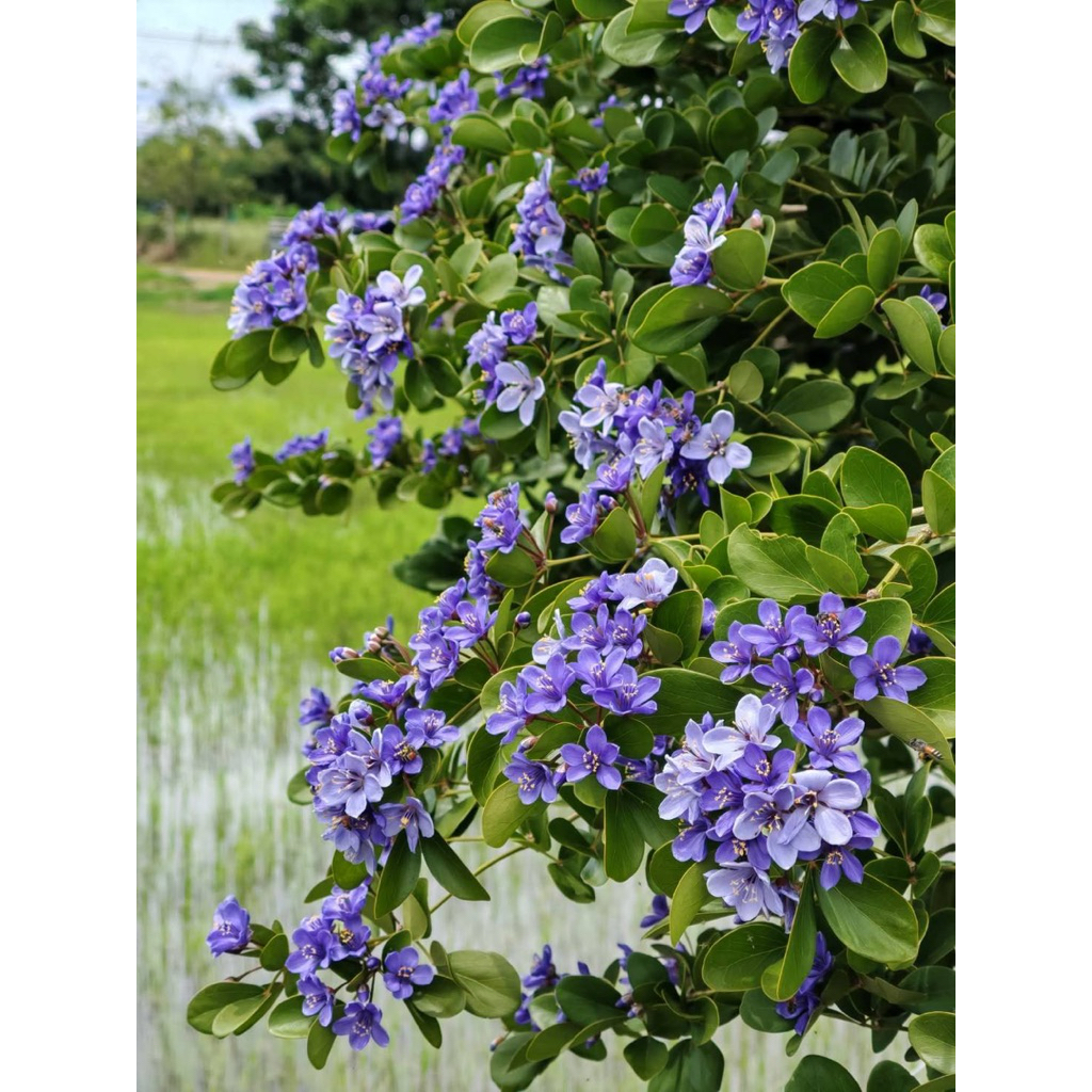 ต้นแก้วเจ้าจอม ไม้มงคล พันธุ์ 10 ใบ (4+6) ฟอร์มสวย พุ่มแน่น รากเดินแข็งแรง 🌿