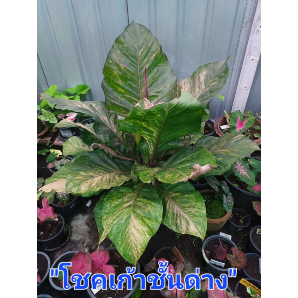 โชคเก้าชั้นด่าง ต้นโตเลี้ยงง่ายส่งกระถาง4นิ้วเลือกต้นได้นะครับ