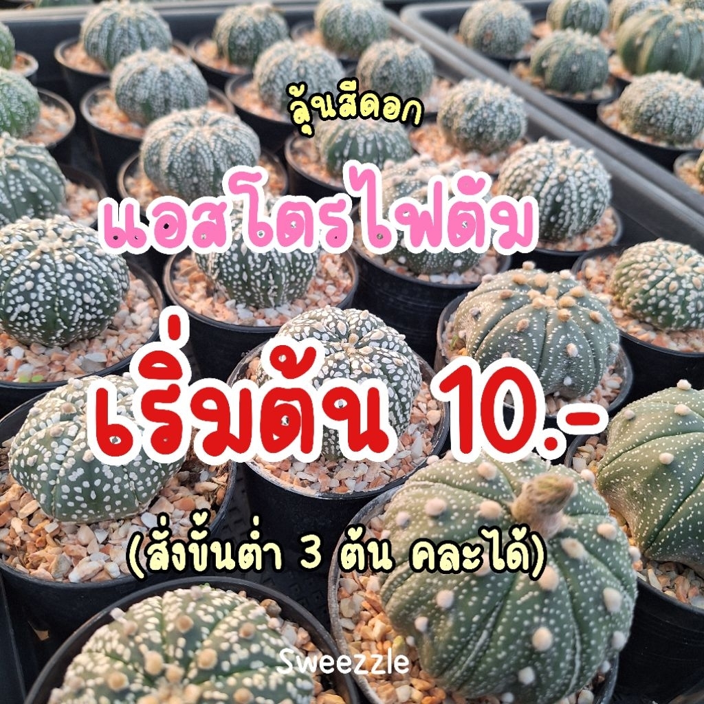 (ซื้อ5 แถม1) กระบองเพชร แคคตัส (Cactus) แอสโตรไฟตัม (Astrophytum) จัดส่งแบบถอดกระถาง ไม้เพาะเมล็ด ขนาด 3-4 cm – โปรปัง