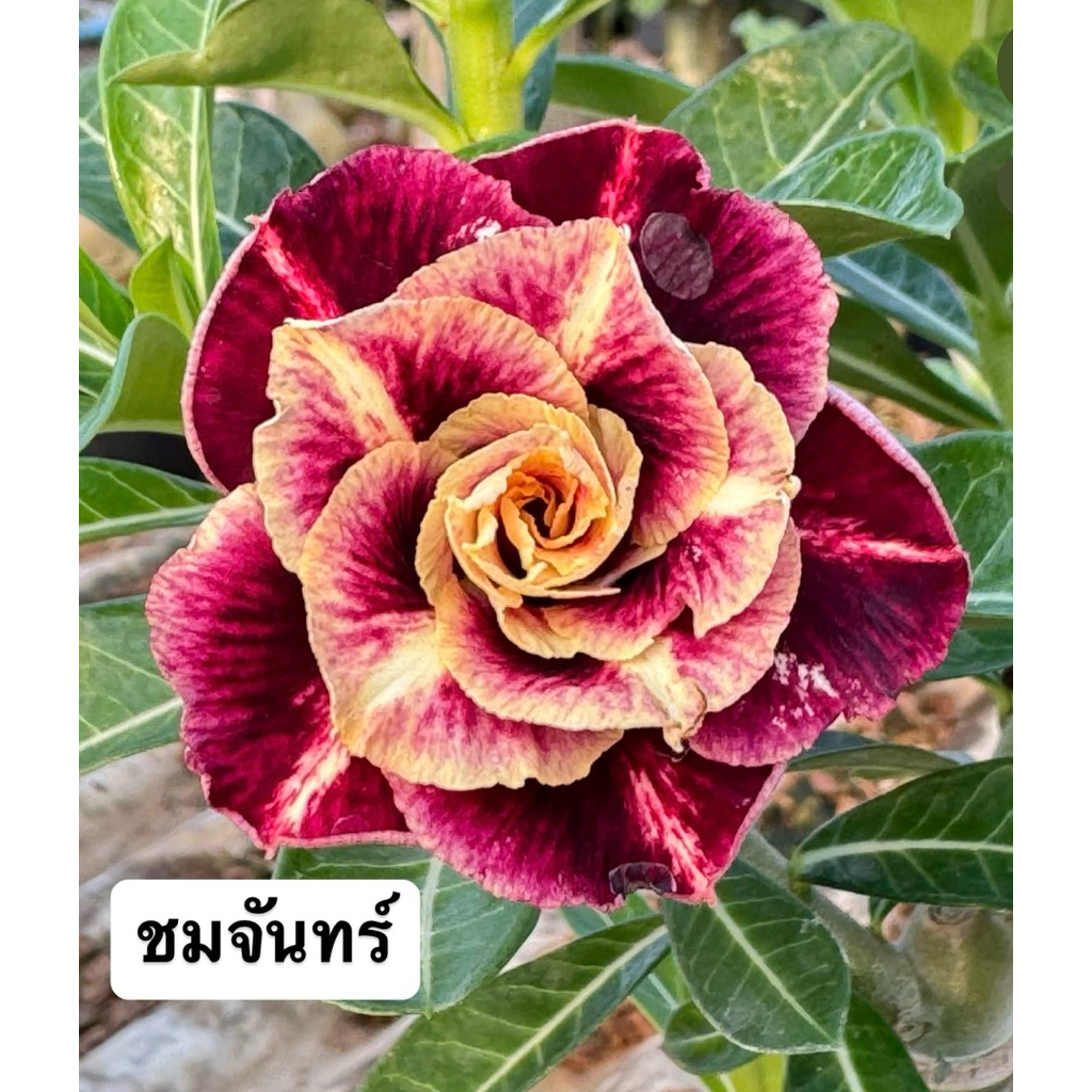 ชวนชมดอกซ้อน "ชมจันทร์" ขนาดกระถาง 6 นิ้ว (แบบถอนจัดส่ง)