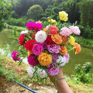 เมล็ดพันธุ์ดอกคุณนายตื่นสาย คละสี 300เมล็ด แพรเซี่ยงไฮ้ สาวเชียงใหม่ เมล็ดดอกคุณนายตื่นสายคละสี