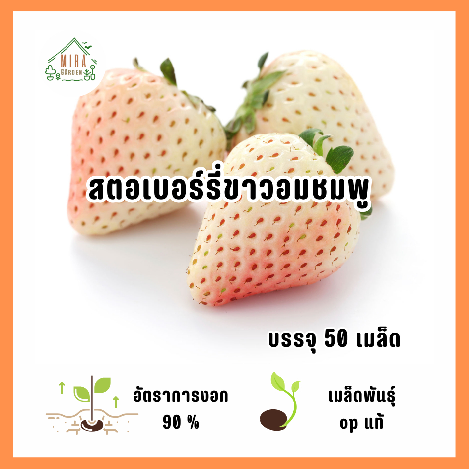 เมล็ดพันธุ์สตอเบอร์รี่ขาวอมชมพู 50 เมล็ด