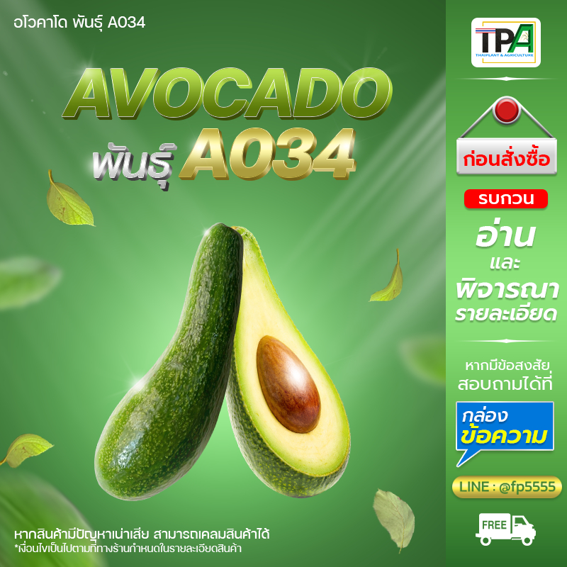 อะโวคาโด-Avocado พันธุ์ A034 (01) ผลใหญ่ 3-5 ผล/กก. น้ำหนักไม่รวมกล่อง (เผื่อ 100-200 กรัม) เวียดนาม