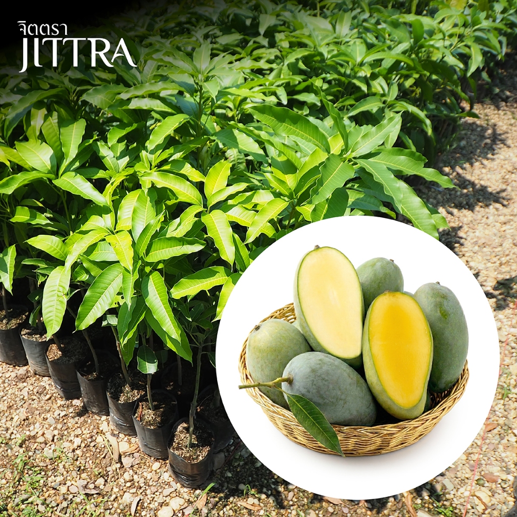 จิตตรา ต้นพันธุ์มะม่วงเขียวเสวย เสียบยอดสูง 60-80 ซม. โตไว ให้ผลเร็ว พร้อมส่ง เคลมฟรี ต้นพันธุ์ผลไม้