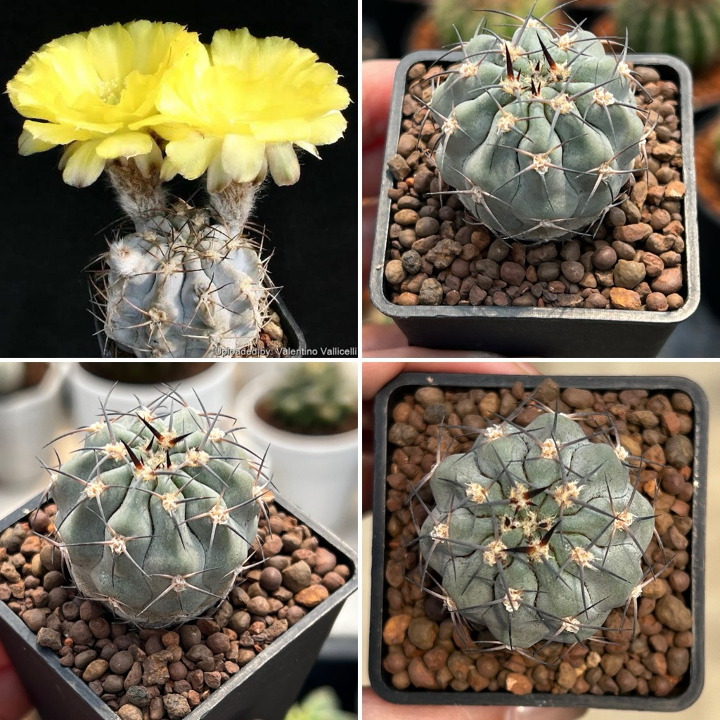 Acanthocalycium glaucum cactus อะคันโทคาลิเซียม แคคตัส กระบองเพชร