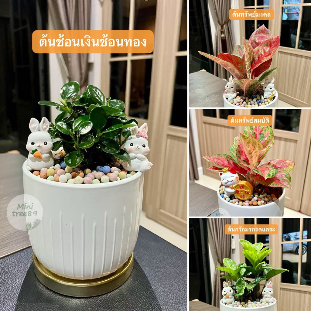 รวมไม้มงคล ถางเซรามิก 4 - 6นิ้ว + ถาดรอง +เม็ดดินเผา +ตุ๊กตาตกเเต่ง อาทิ รับเงินรับทอง เงินไหลมา ทรัพย์มงคล minitree89