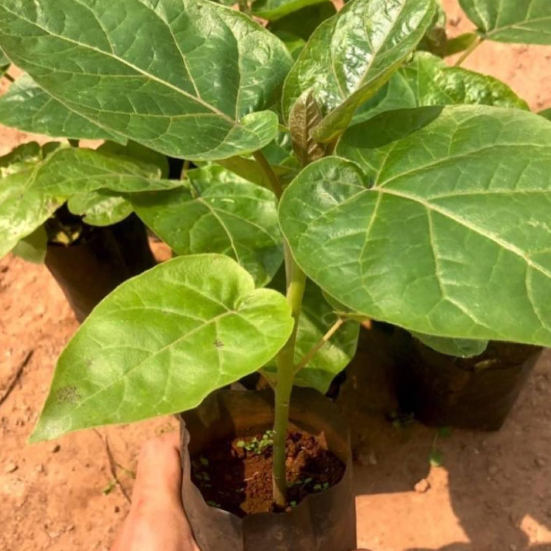 ทามาริลโล (Tamarillo) หรือ มะเขือเทศต้นกล้าจากดอยอ่างขาง