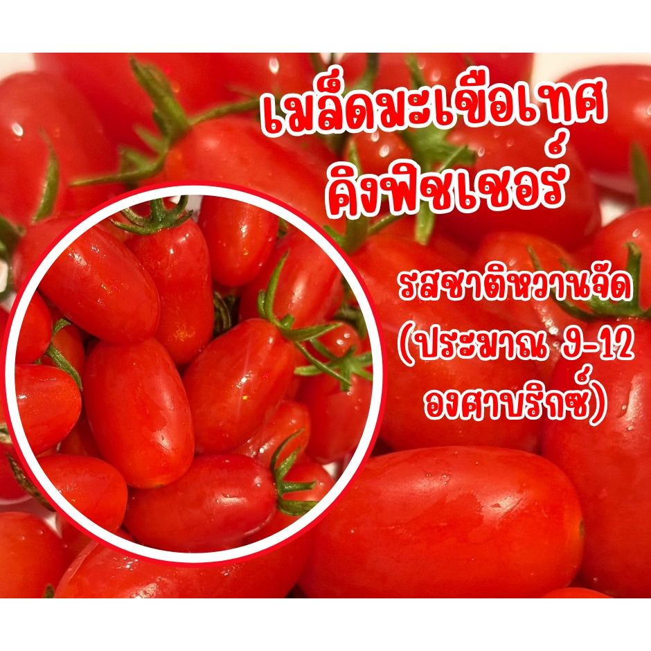 เมล็ดมะเขือเทศ คิงฟิชเชอร์ ปี69 แบ่งขาย อร่อยกรอบมาก รสชาติหวานจัด (ประมาณ 9-12 องศาบริกซ์)