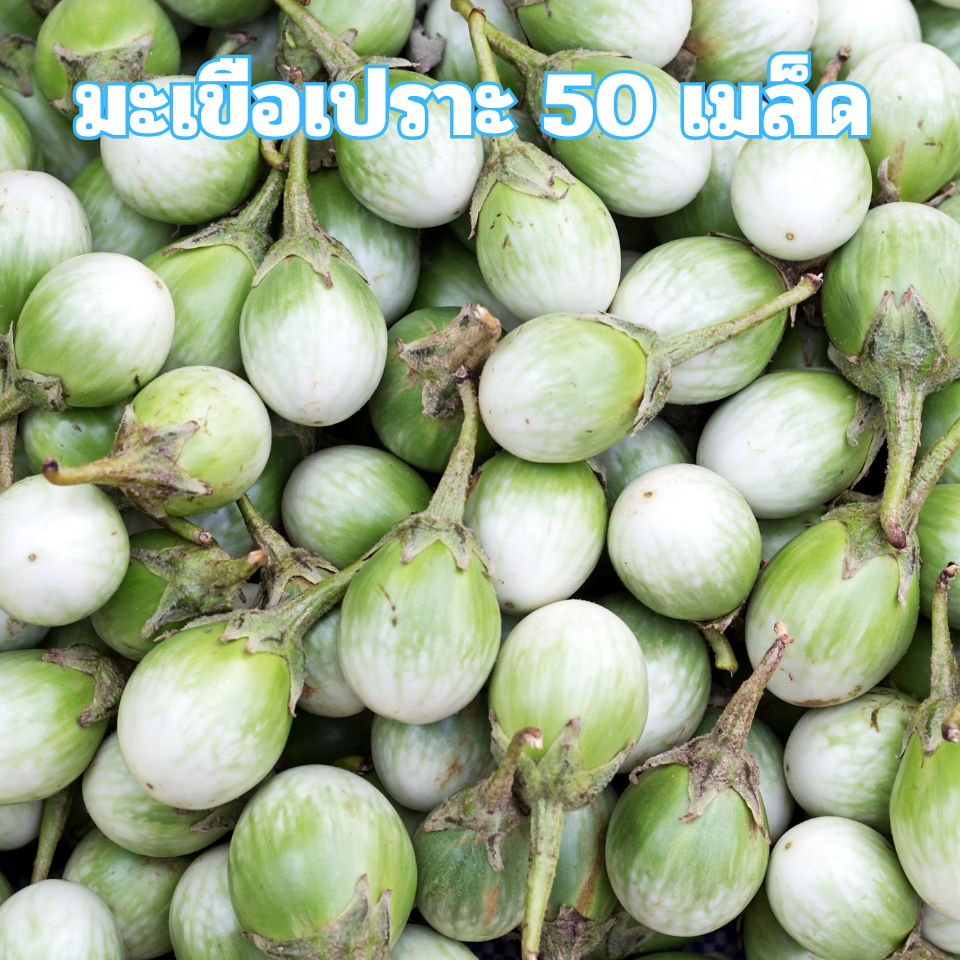 เมล็ดพันธุ์มะเขือเปราะ 50 เมล็ด