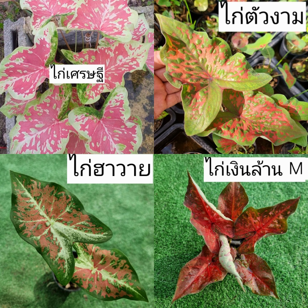 บอนสี ไก่เศรษฐี ไก่เงินล้าน ไก่ตัวงาม  ไก่ฮาวาย ส่ง กถ.4 นิ้ว ขนาดตามรูปที่ 2-8 แชทเลือกต้นได้ค่ะ ไม้ประดับ ไม้ฟอกอากาศ
