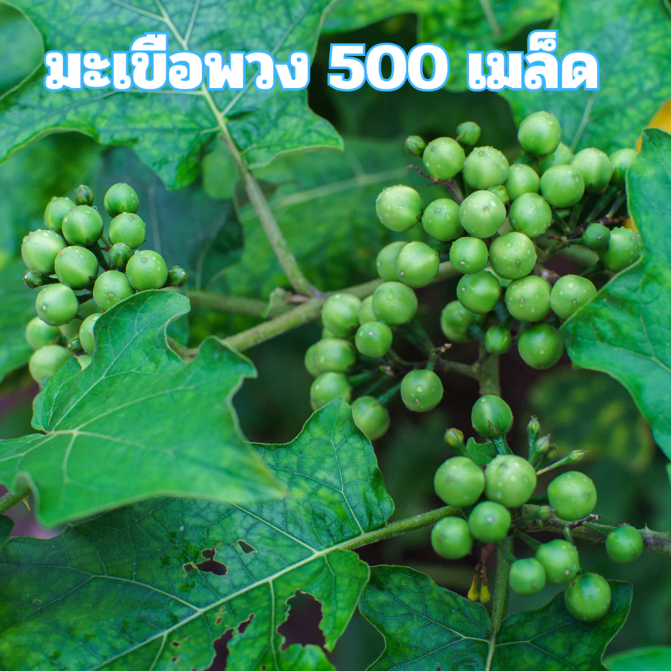 เมล็ดพันธุ์มะเขือพวง 500 เมล็ด
