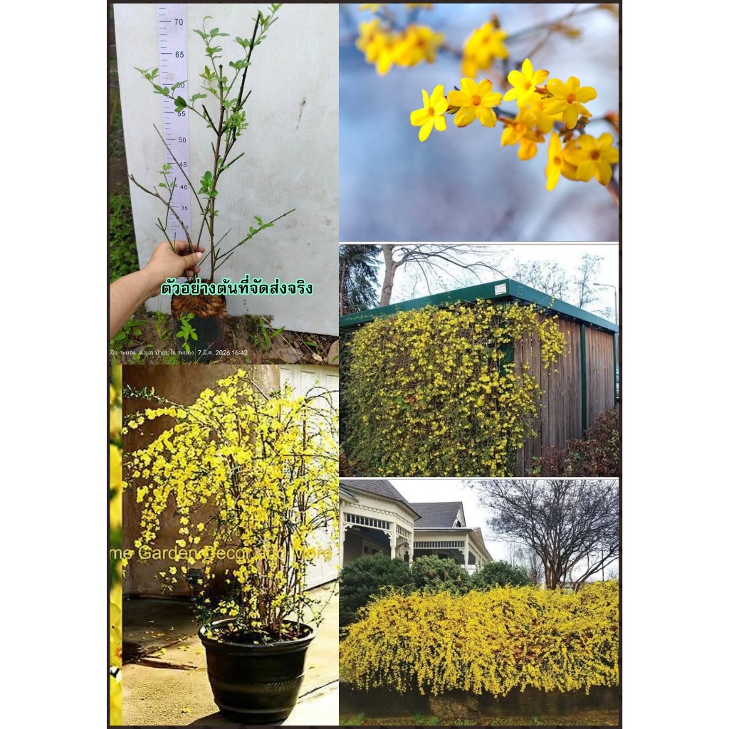 ต้นมะลิจีน มะลิจีน Jasminum nudiflorum มะลิหมื่นลี้