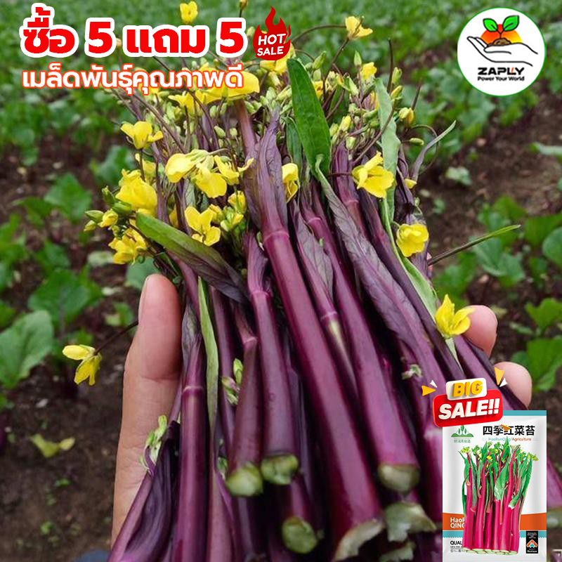 【ซื้อ 5 แถม 5 ฟรี】1000เมล็ด กวางตุ้งก้านสีแดง🎯งอกง่าย🌱โตไว☘️พุ่มใหญ่🌱ทานอร่อย