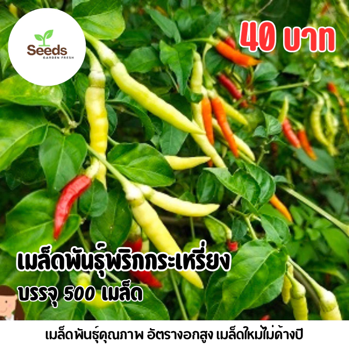 เมล็ดพันธุ์พริกกระเหรี่ยง บรรจุ 500 เมล็ด