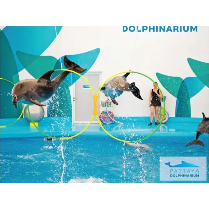 Pattaya Dolphinarium พัทยา ดอลฟินาเรียม บัตรเข้าชมโลมาโชว์ บัตรจริง พร้อมส่ง [ ใช้ได้ถึง 31/08/2026]