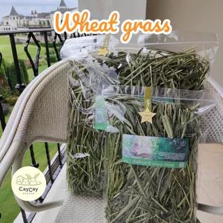 Caycay Wheat grass วีทกราส​ ต้นข้าวสาลีอบลมร้อน