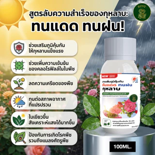 Rosy สารเพิ่มภูมิคุ้มกันสำหรับกุหลาบ ผนังเซลล์แข็งแรงทนต่อแสงแดดและความร้อน ทนฝน ลดอาการใบไหม้แดด ทนต่อแมลงเจาะดูดน้ำ