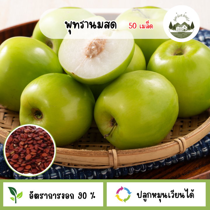 เมล็ดพุทรานมสด 50 เมล็ด
