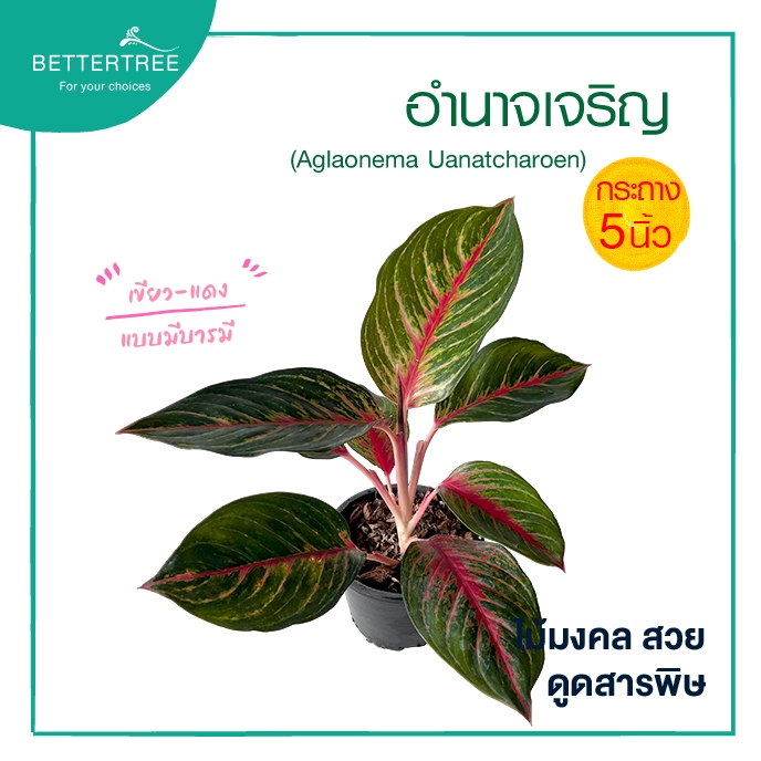 อำนาจเจริญ (กระถาง 5 นิ้ว) (Aglaonema Janatcharoen) ไม้มงคล ไม้ฟอกอากาศ