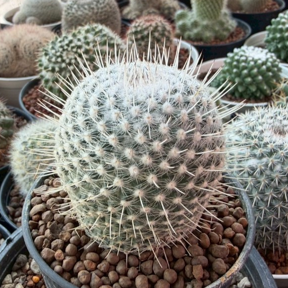 Mammillaria Geminispina แมมหนามเม่นไม้เมล็ด กระถาง 3 นิ้ว ราคา ถูกที่สุด ดีลบีเคเค แกลเลอรีภาพที่ 3
