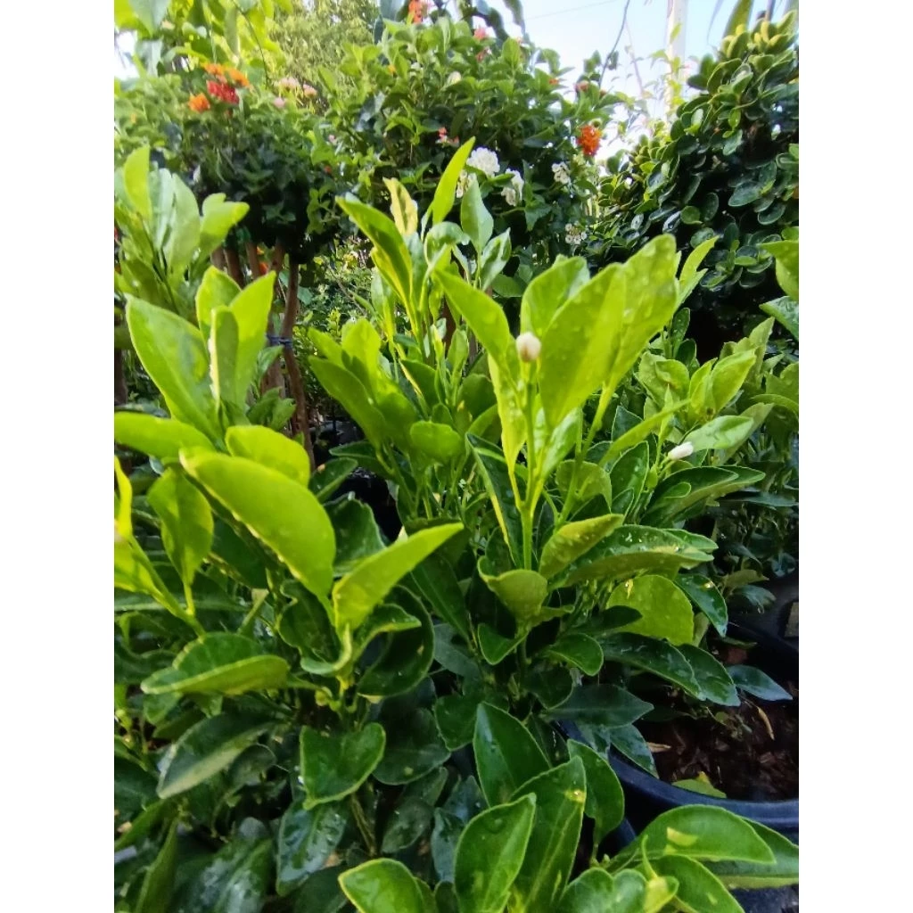 ส้มจี๊ด (Kumquat)(กระถาง10นิ้ว) ปลูกเป็นไม้ประดับมงคลและนำมาแปรรูปเป็นอาหารหรือเครื่องดื่ม