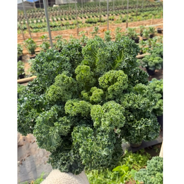 ผักเคลโยโกฮาม่า🥬🪴  (อายุประมาณ2-3เดือน) ต้นโตพร้อมทาน
