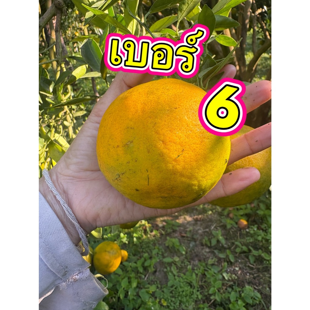 ส้มสายน้ำผึ้ง รุ่น 2 (ส้มนอกฤดู) เบอร์ 6 = 3 กก รวมกล่อง