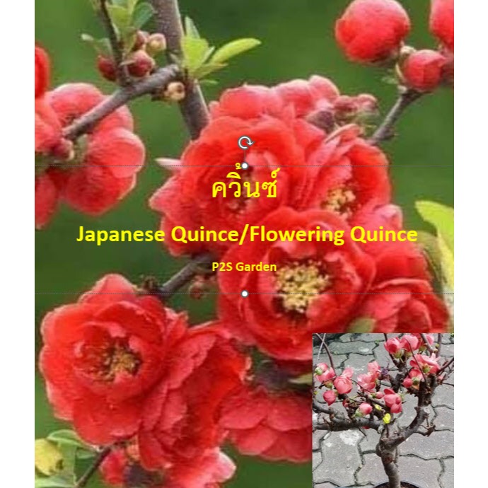 ต้น ควิ้นซ์ Quince Japanese Quince/Flowering Quince ดอกแดง ทรงต้นสไตล์บอนไซ นำเข้าทั้งต้น
