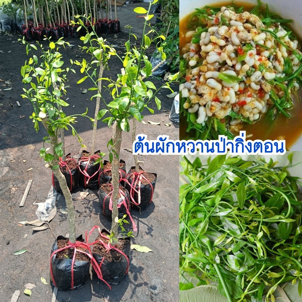 ผักหวานป่ากิ่งตอน สูง 70-90 ซม. ชำถุงแตกยอดพร้อมปลูก