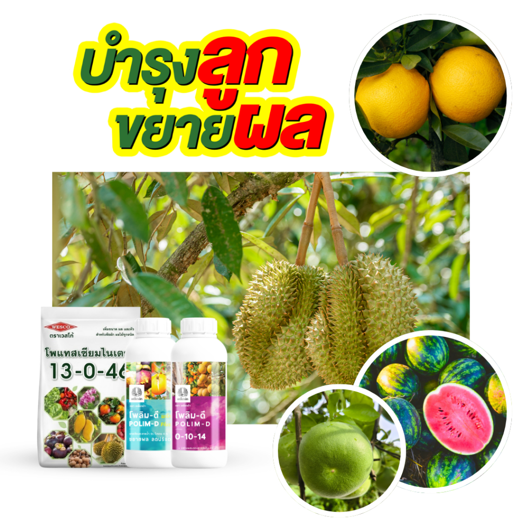 ปุ๋ยน้ำแคลเซียมโบรอน ปุ๋ยเกล็ด 13-0-46 สูตรขยายผล เร่งเข้าสี น้ำหนักดี เพิ่มความหวาน เนื้อแน่น เวสโก