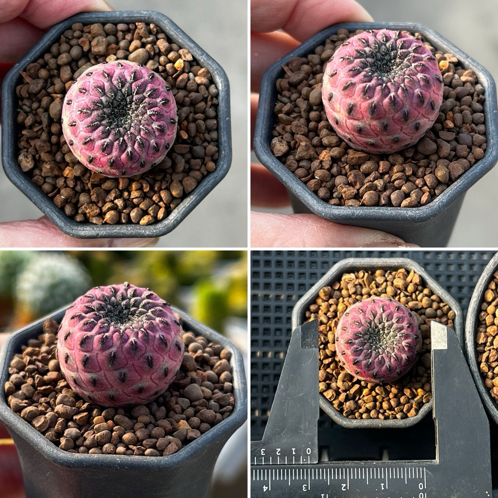 Sulcorebutia rauchii: สตอเบอรีแคคตัส แคคตัส กระบองเพชร