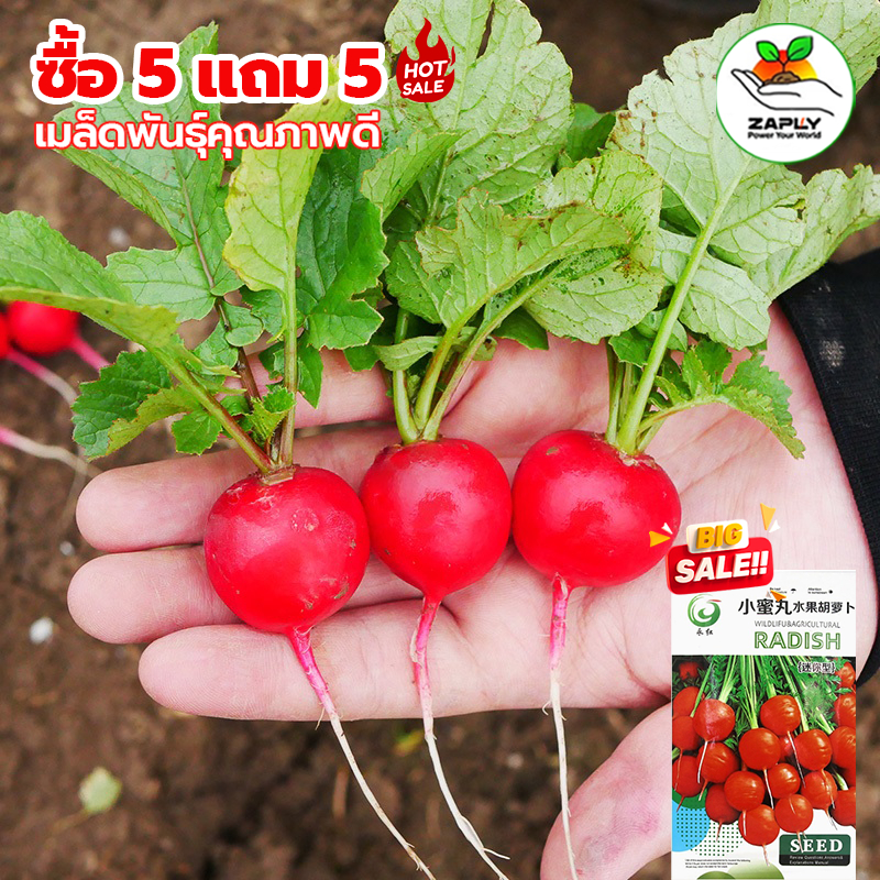 【ซื้อ 5 แถม 5 ฟรี】3 กรัม เมล็ดพันธุ์แครอทผลเล็ก หวานน้อย เมล็ดพันธุ์รากแครอทเชอร์รี่ ผักสวนครัว