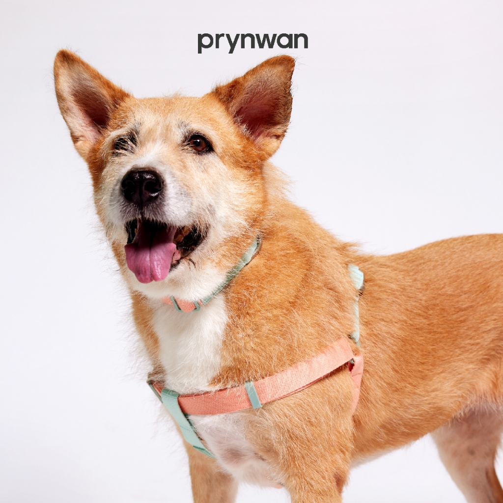 PRYNWAN Pets - Dog Harness Two Tone สายรัดหน้าอก สัตว์เลี้ยง สีส้ม-มิ้นต์