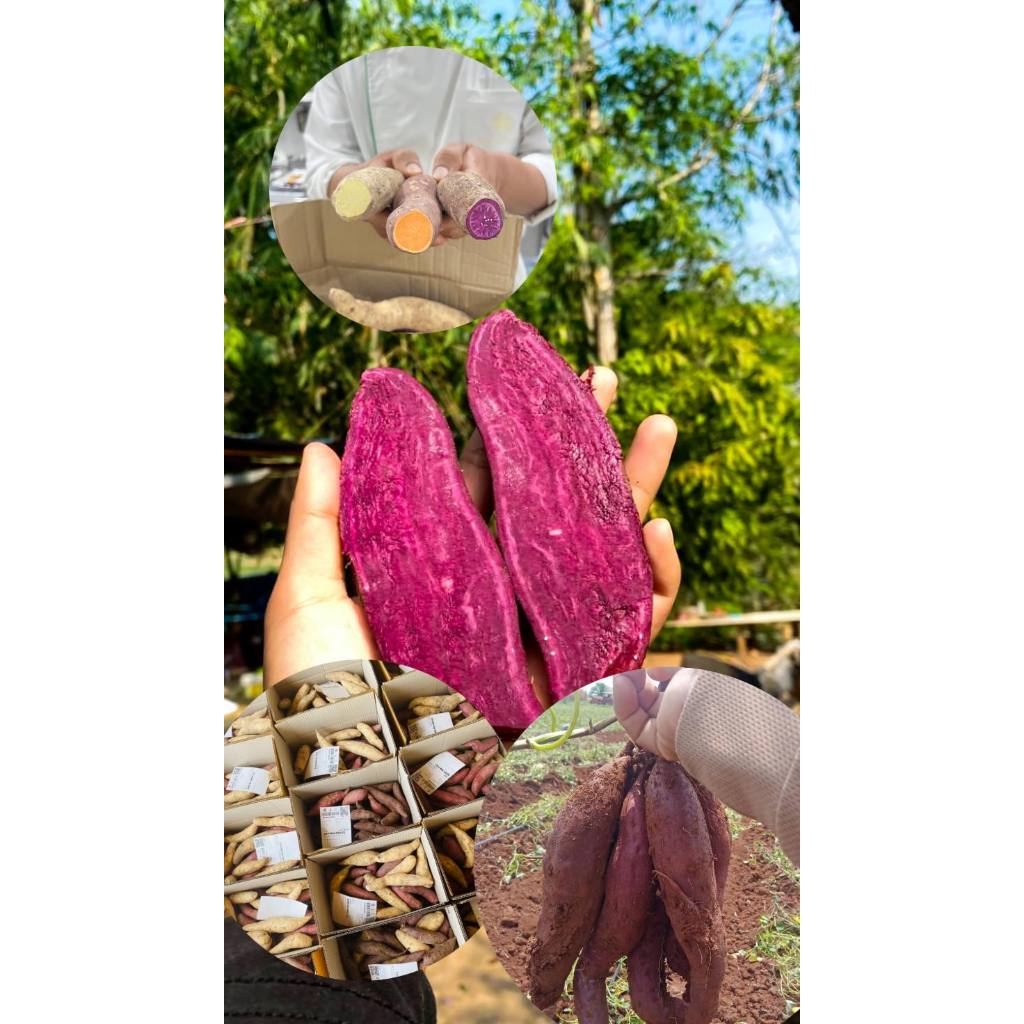 มันหวานญี่ปุ่น 3 สี สีม่วง สีเหลือง สีส้ม