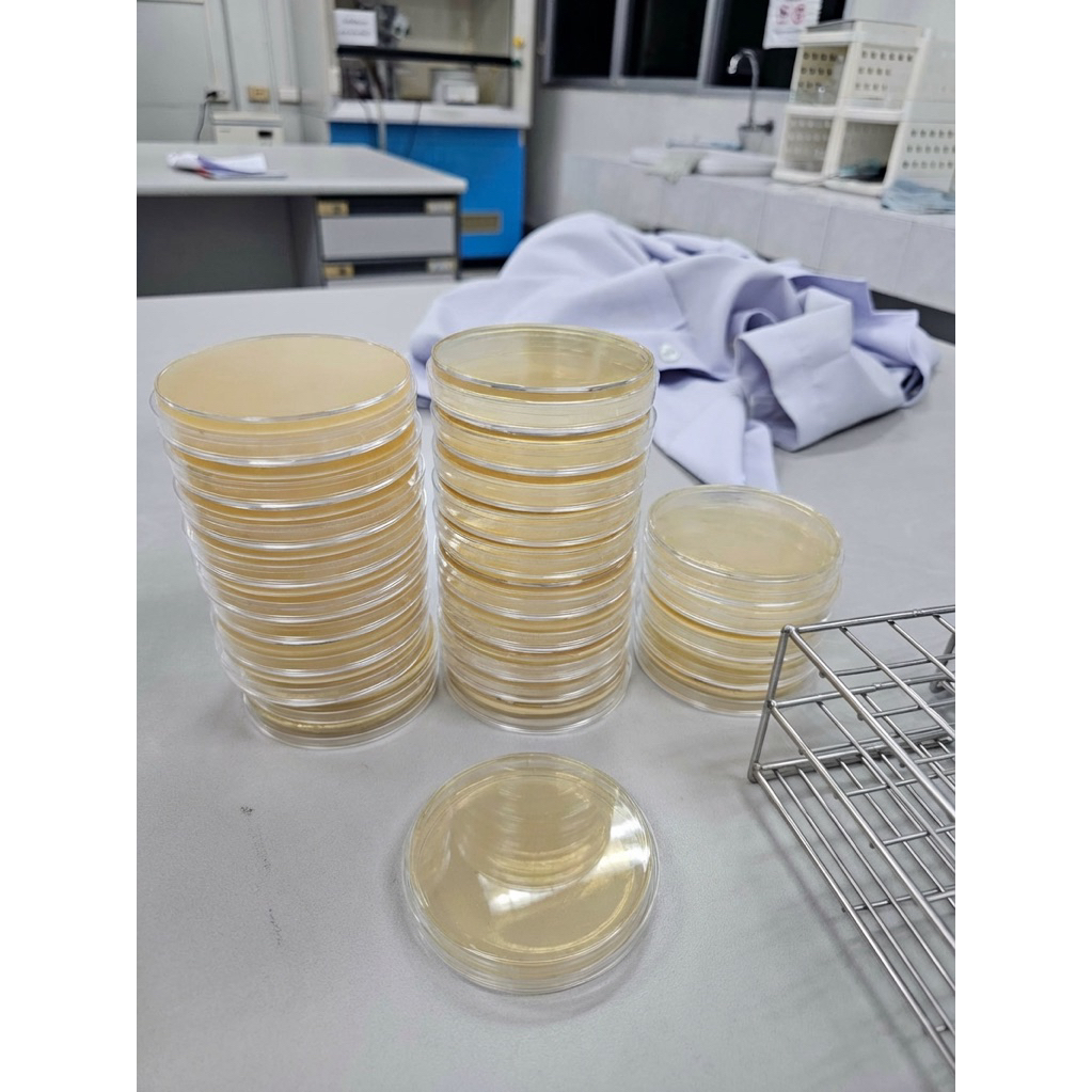 อาหารเลี้ยงเชื้อแบคทีเรีย แยกหัวเชื้อคอมบูชา แยกหัวเชื้อของหมักต่างๆ Nutrient agar