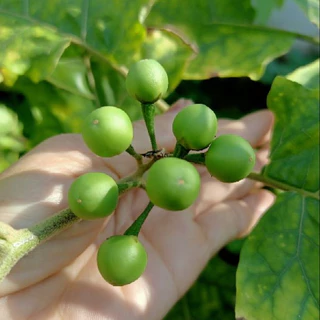 【ซื้อ 5 แถม 5 ฟรี】เมล็ดพันธุ์มะเขือพวงไร้หนาม ผักสวนครัว ปลูกในถุงดำ
