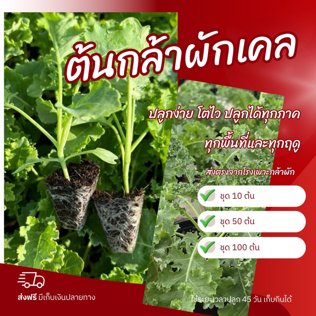 ต้นกล้าเคลใบหยิกสีเขียว