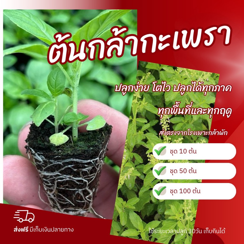 ต้นกล้ากะเพรา ปลูกง่าย โตไว