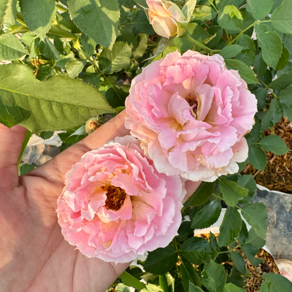กุหลาบ Martha rose (มาร์ธา) กลิ่นหอมแรง (ส่งติดดอก) แบบถุง